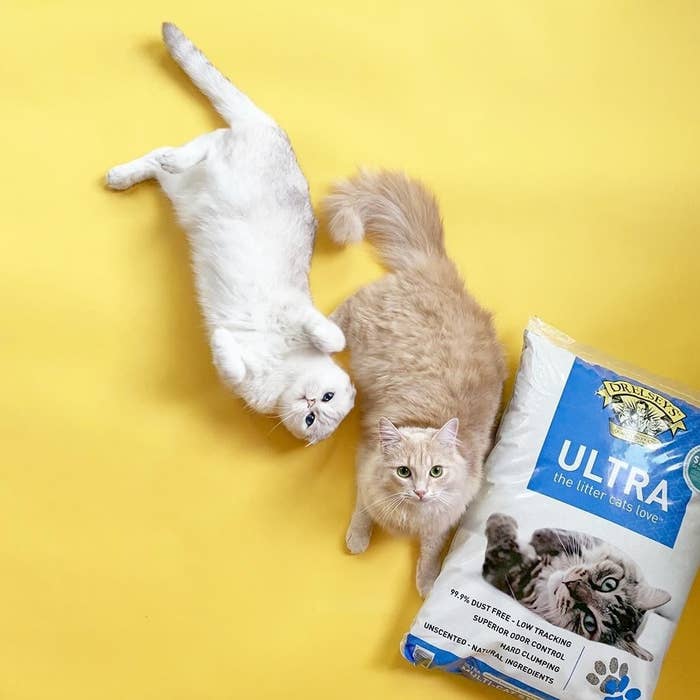 The litter