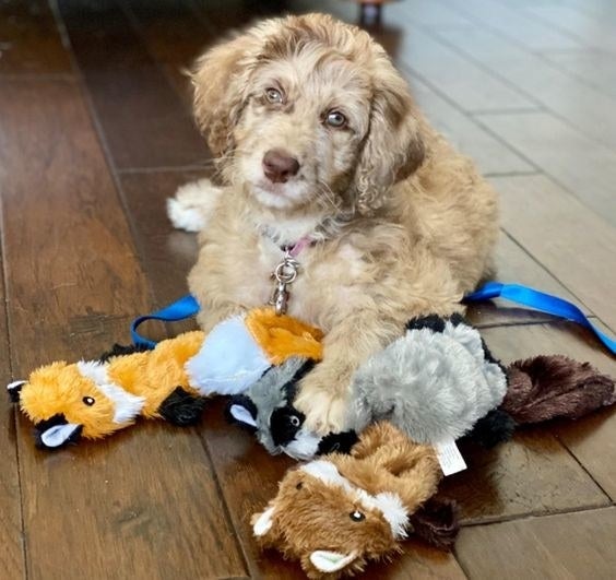 Dog with the three fox, raccoon, and squirrel plush toys