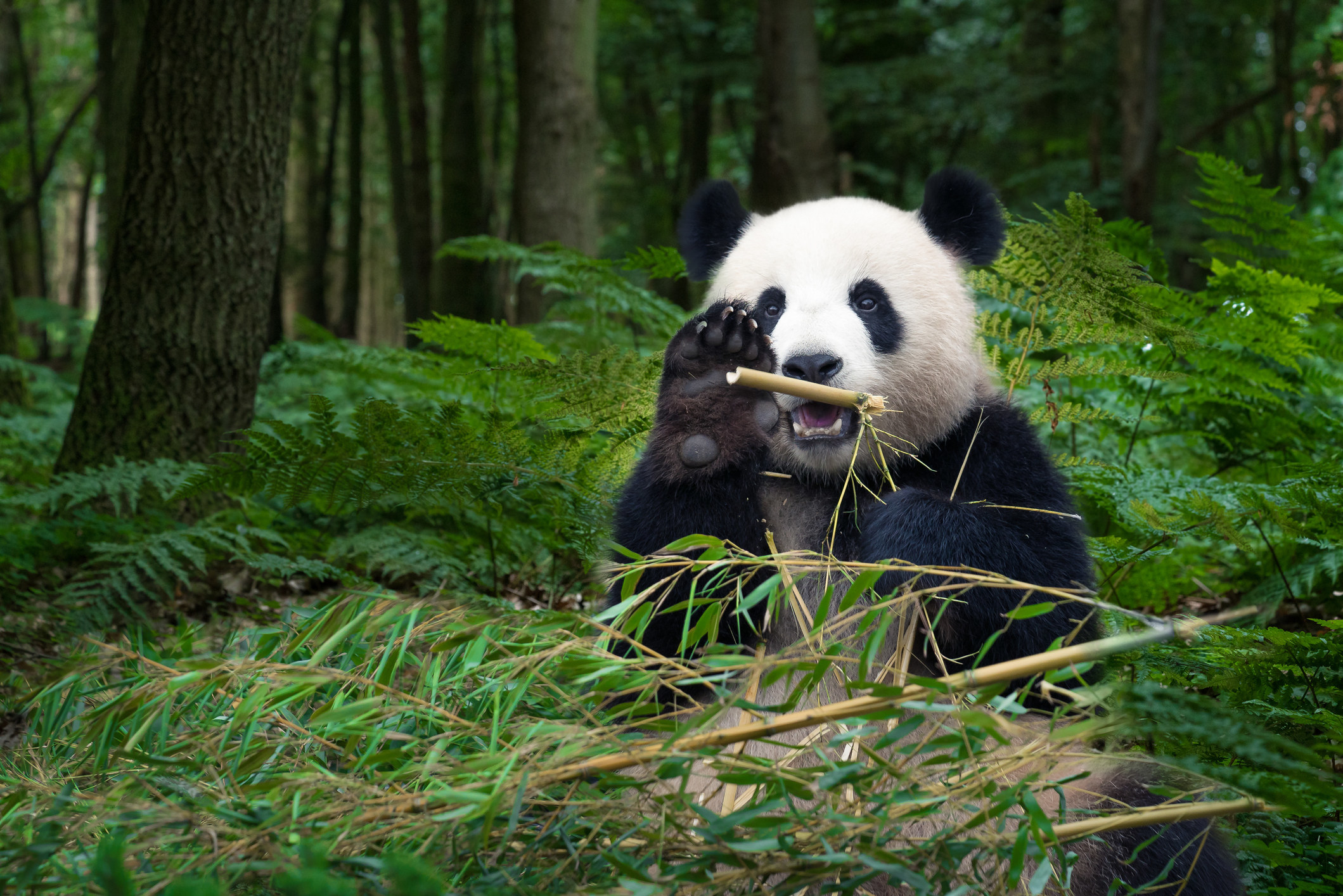 Panda eating bamboo. 