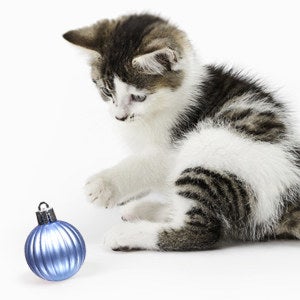 A cat explores one of the ornaments, which is all one piece