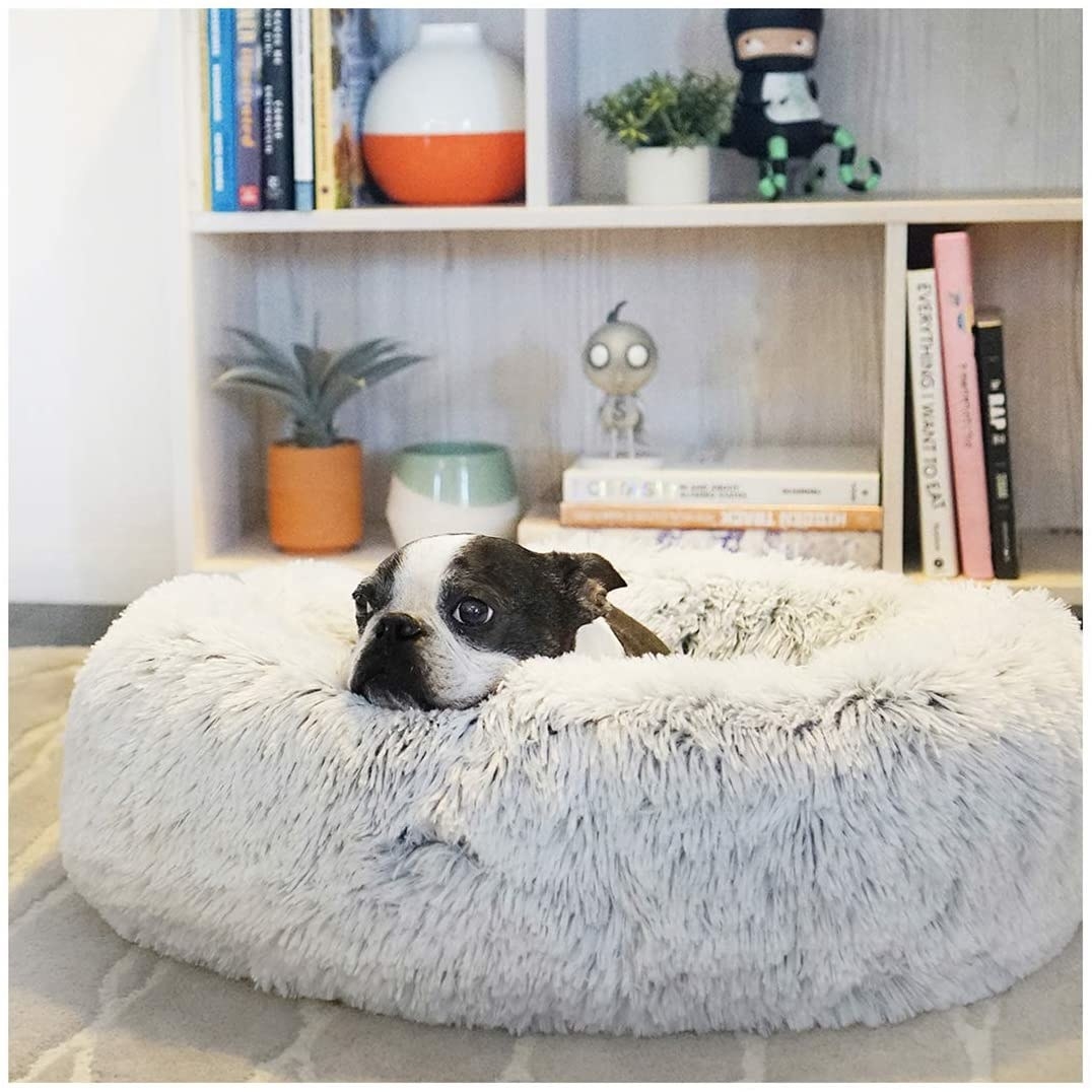A tiny boxer puppy curled up in the donut shaped bed
