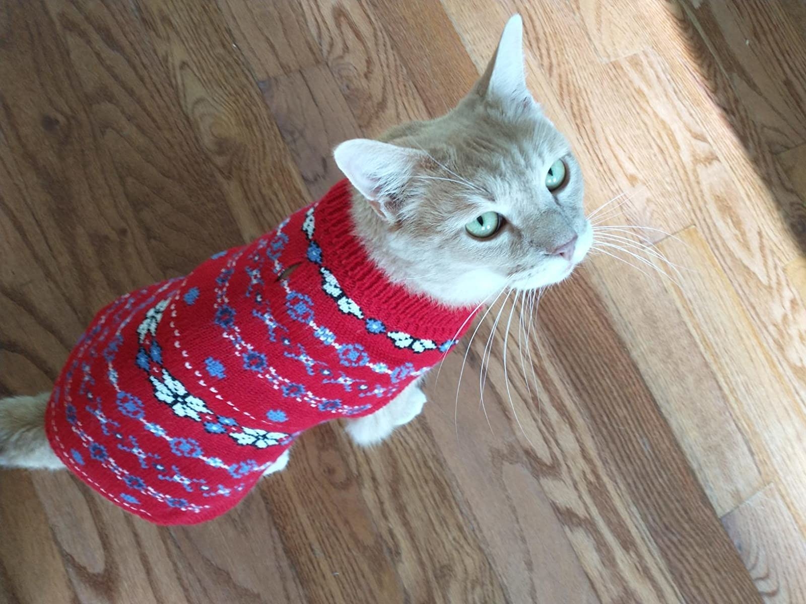 A cat wearing the sweater in red