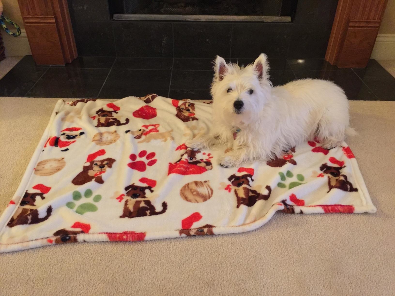 The blanket, which is white with a pattern of puppies in Santa hats