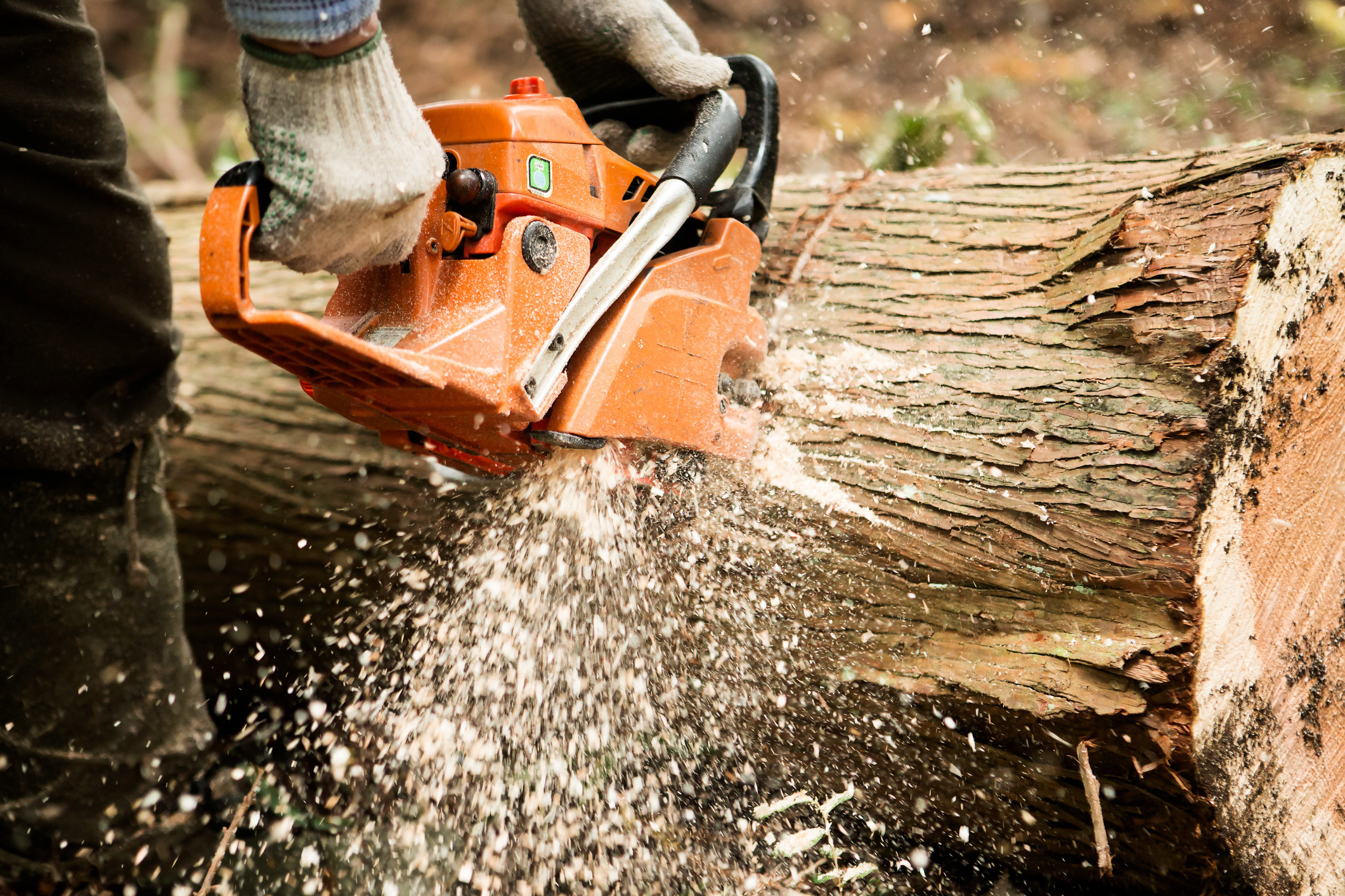 Model with a chainsaw cutting a tree