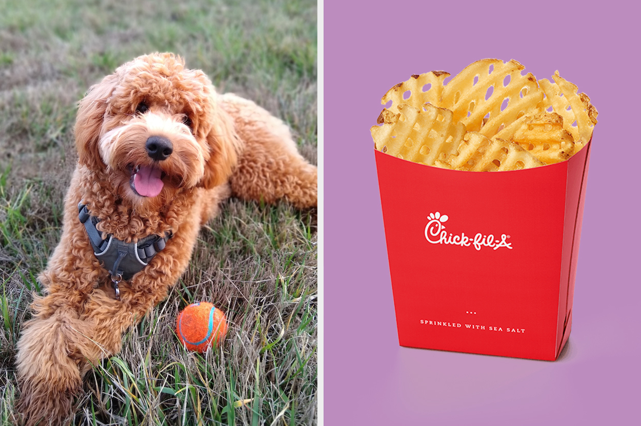 chick fil a dog toy