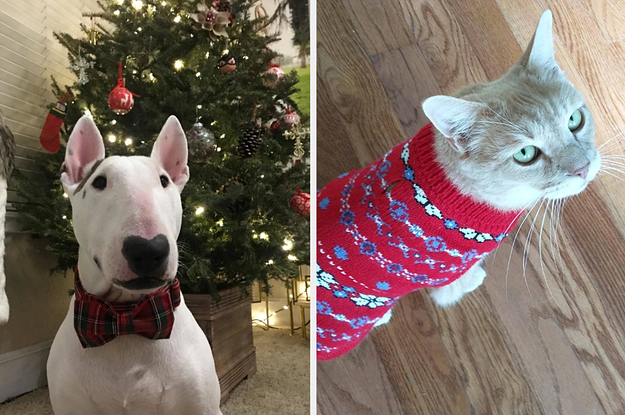 dog and cat in pajamas