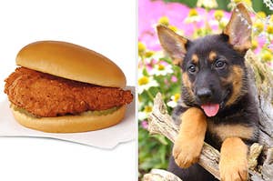 On the left, a spicy chicken sandwich from Chick-fil-A, and on the right, a German shepherd puppy with its paws on a tree branch