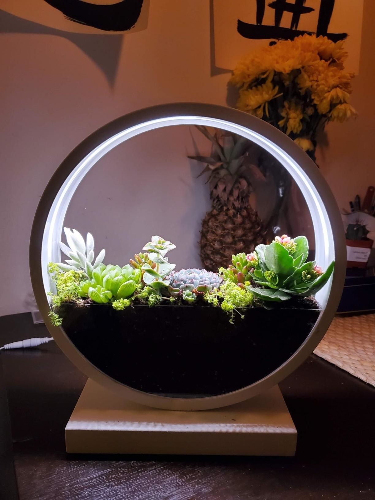 reviewer image of the make lemonade led planter growing succulents