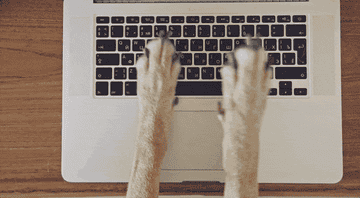 GIF of dog paws typing on a laptop