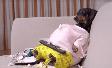 GIF of dog sitting in junk food pile on the couch