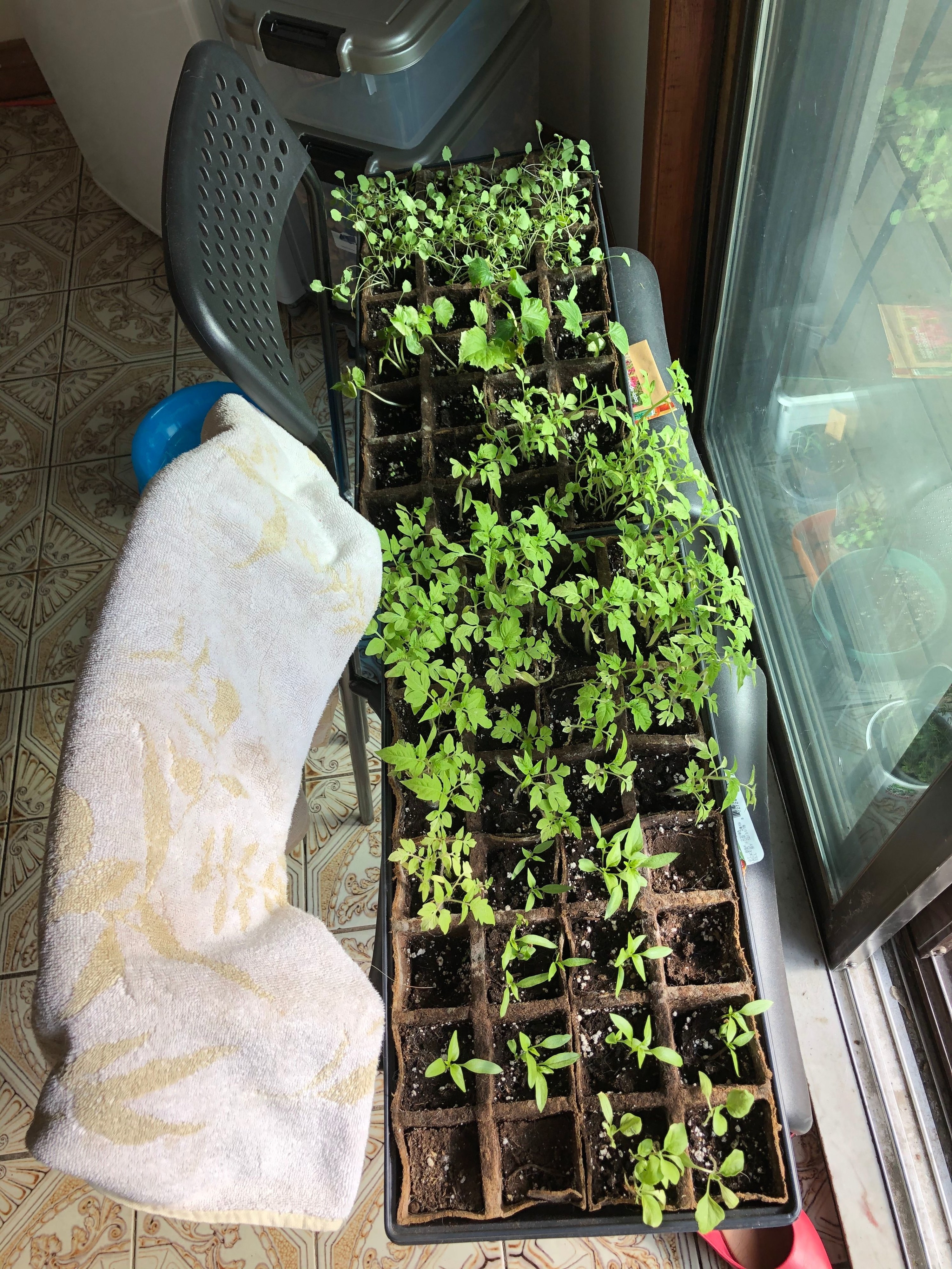 Tomato seedlings growing indoors