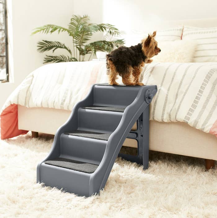 A dog is standing on the top step of a pet step near a bed