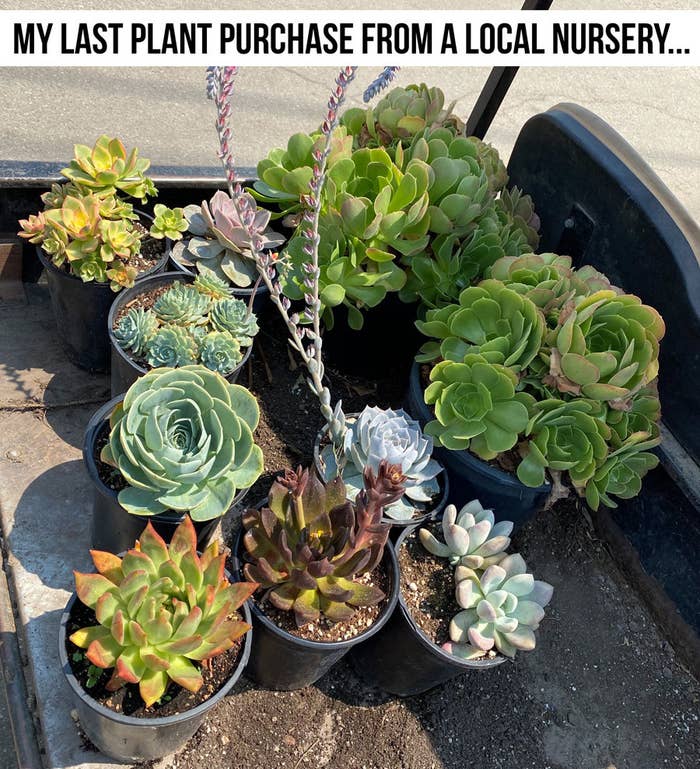 A bunch of succulent plants