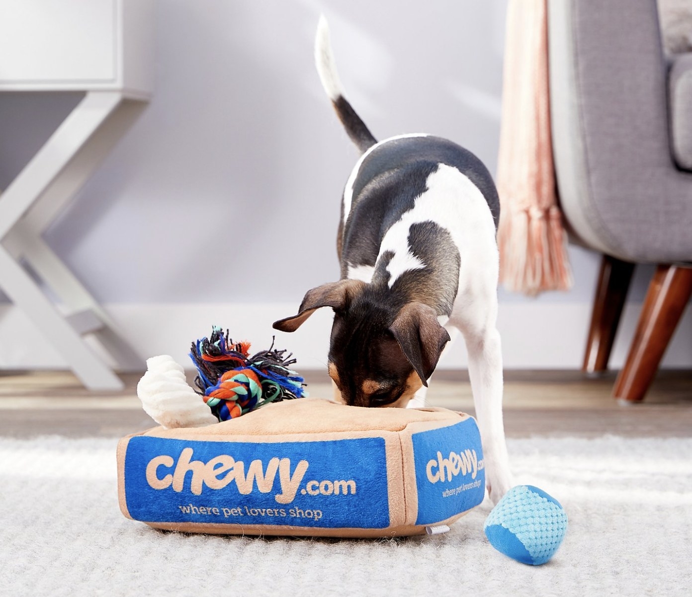 Dog is playing with the Chewy hide in seek toy