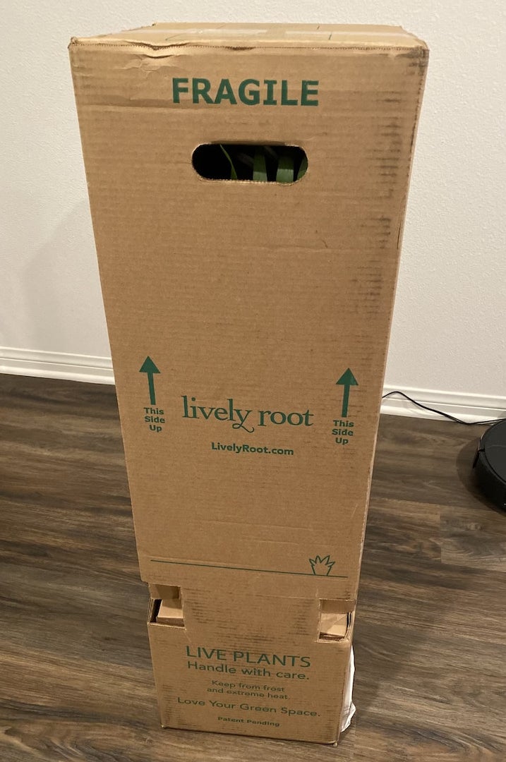 A plant inside a box