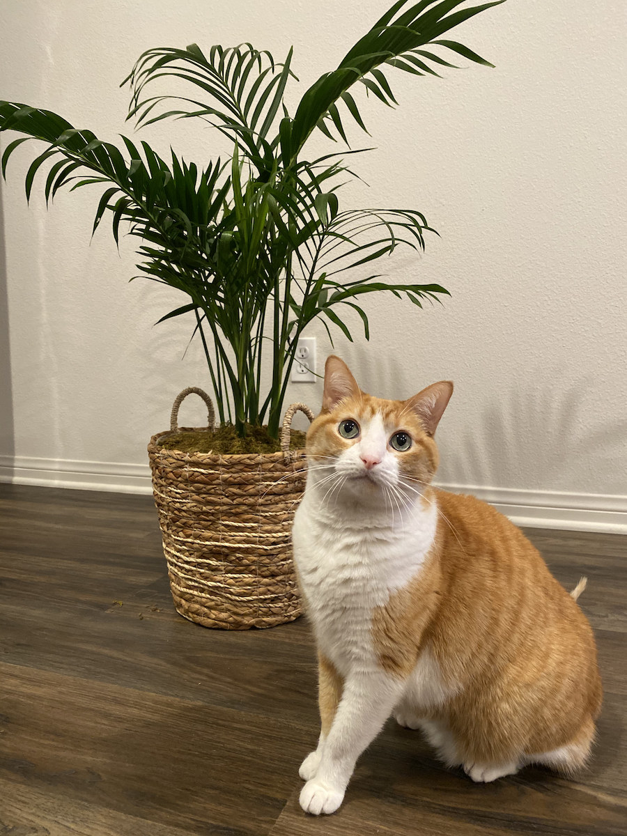 My cat peggy standing next to the palm plant