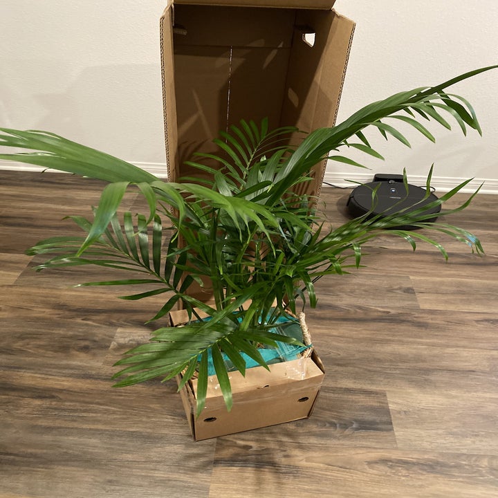 A plant with the bottom boxed up