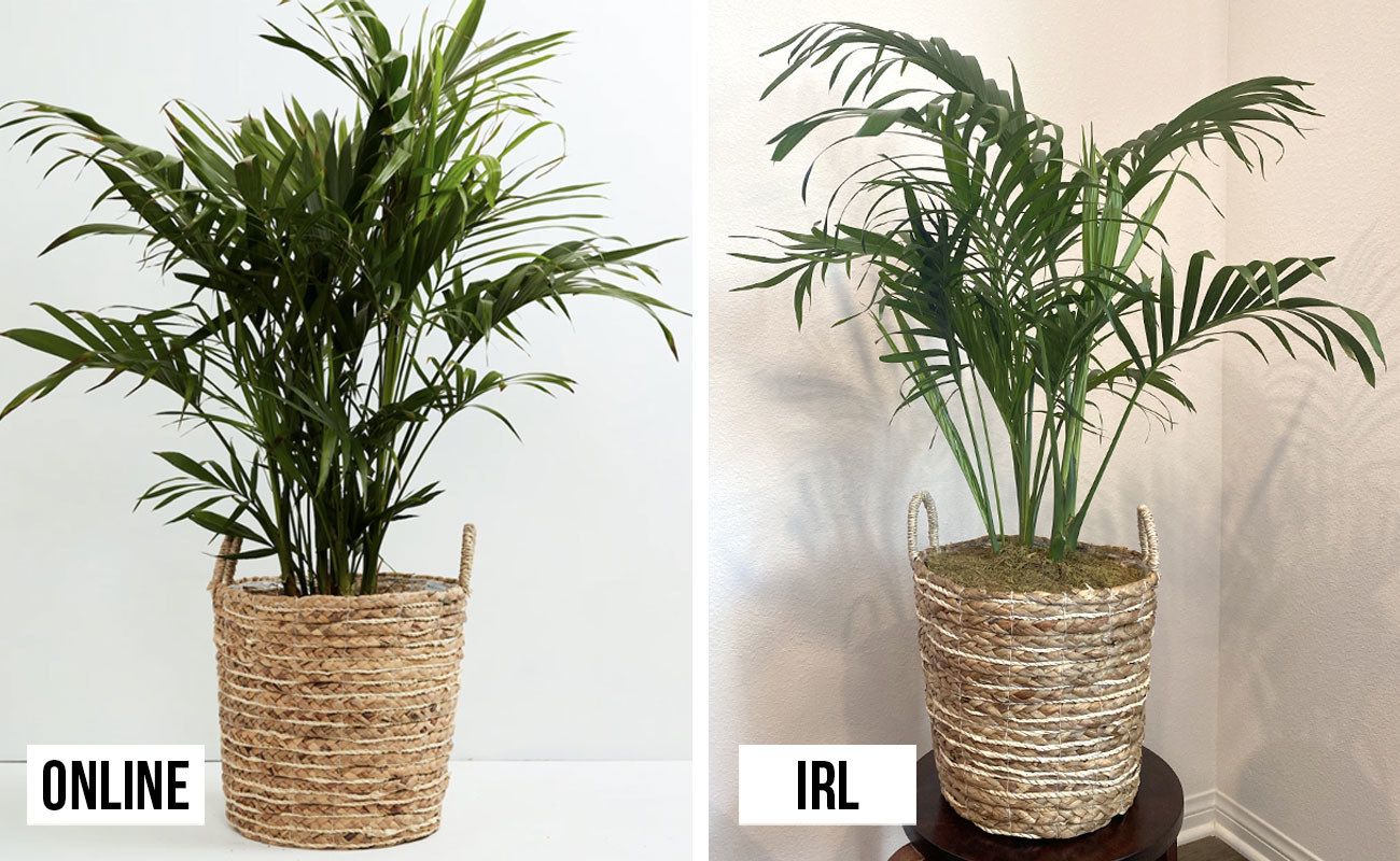 Side by side photos of the plant on the website and the palm I received in real life
