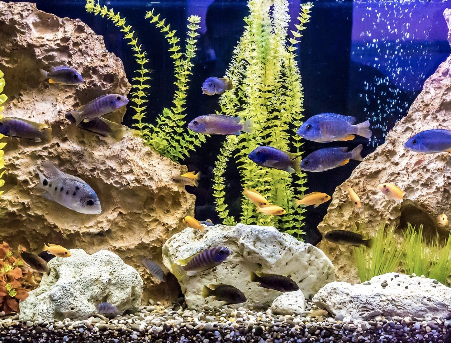 Fish in an aquarium
