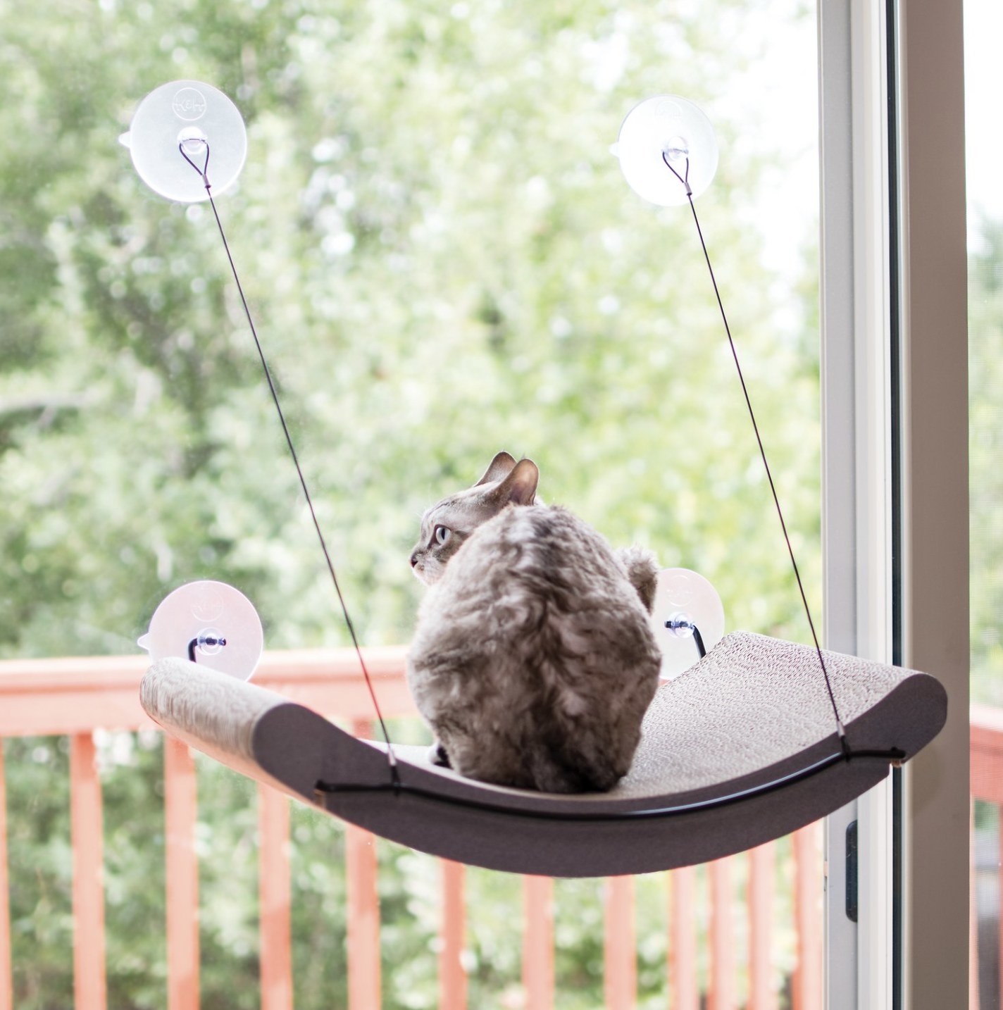 A cat on a window-mounted cat bed