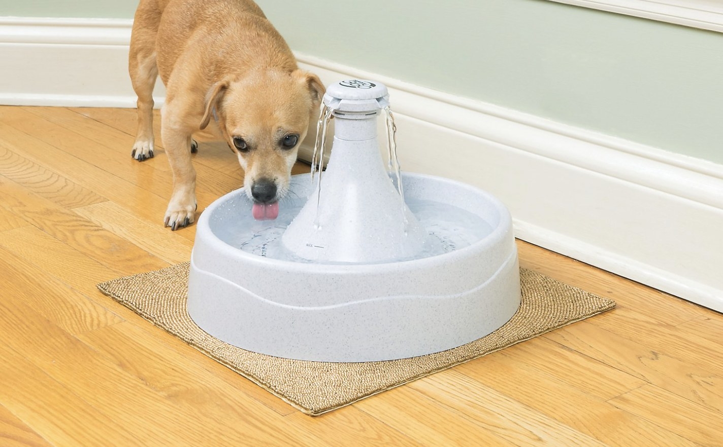 A dog is drinking water from a white pet fountain