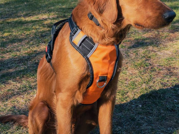 A close-up of the harness worn by a dog