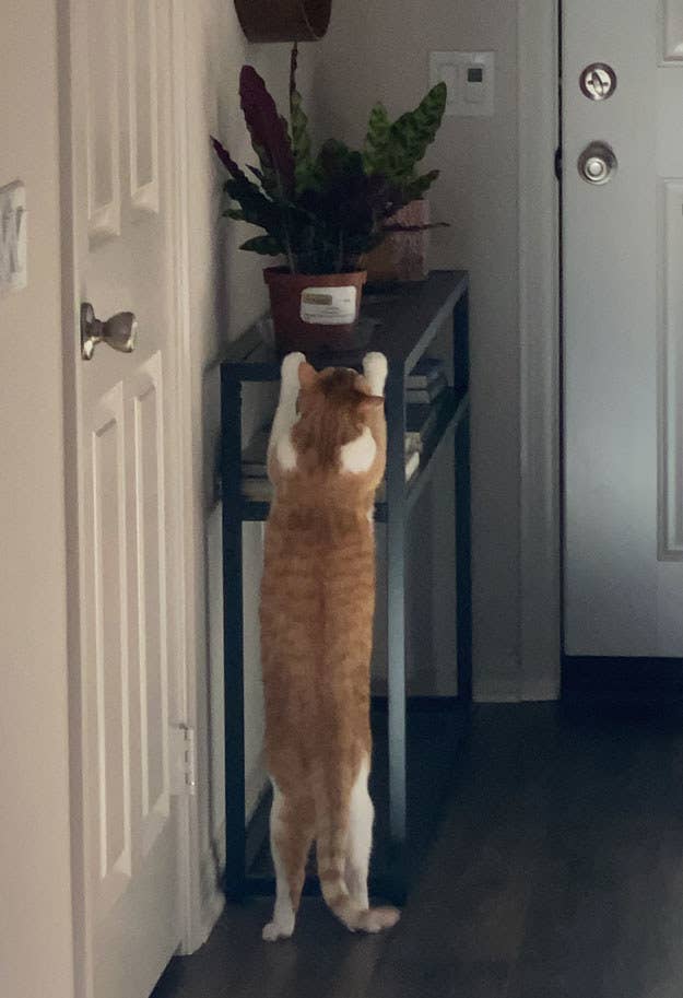 a cat stretching up tall to look at a plant