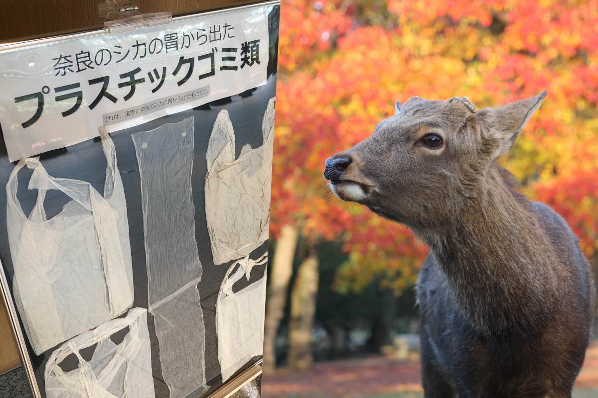 死んだ鹿の胃袋からあまりに大量の 悲劇を繰り返さないために何ができる