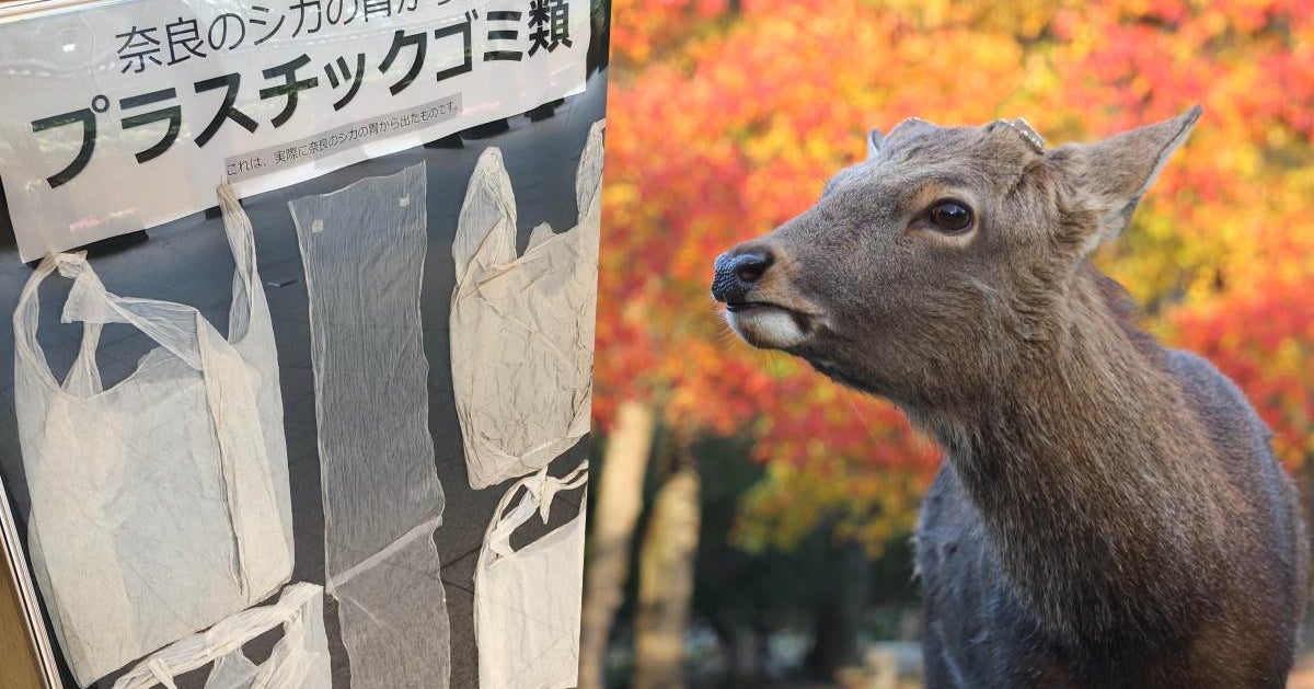 死んだ鹿の胃袋からあまりに大量の 悲劇を繰り返さないために何ができる