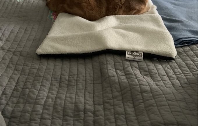 Reviewer&#x27;s cat on the blanket