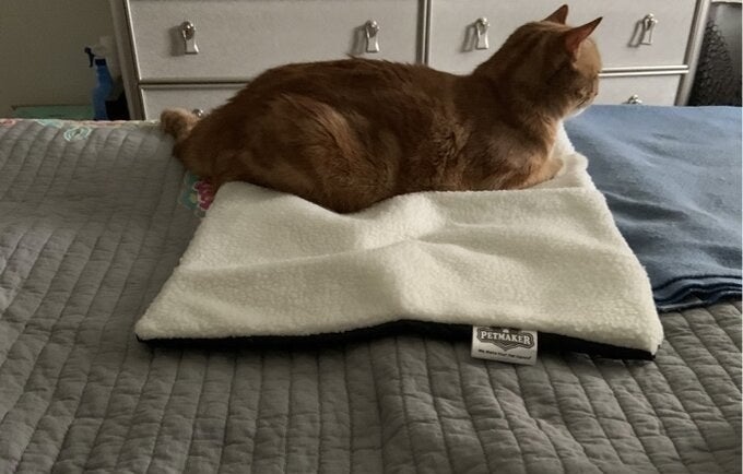 Reviewer&#x27;s cat on the blanket