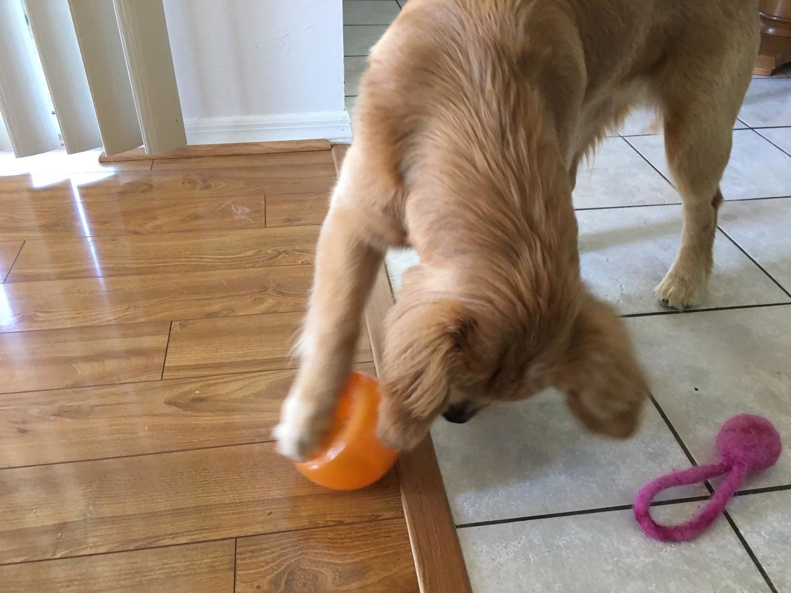 A dog plays with the toy, which is shaped like half of a traditional round ball