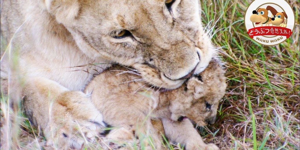 懐かしいなぁ あの人気動物番組がyoutubeで見られる 過去の放送をリメイク