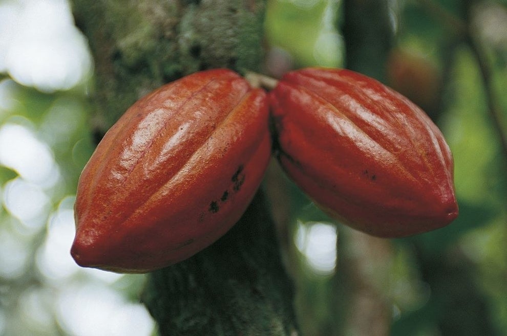チョコレートの秘密 カカオの実の中にある 白い物体 みたことある