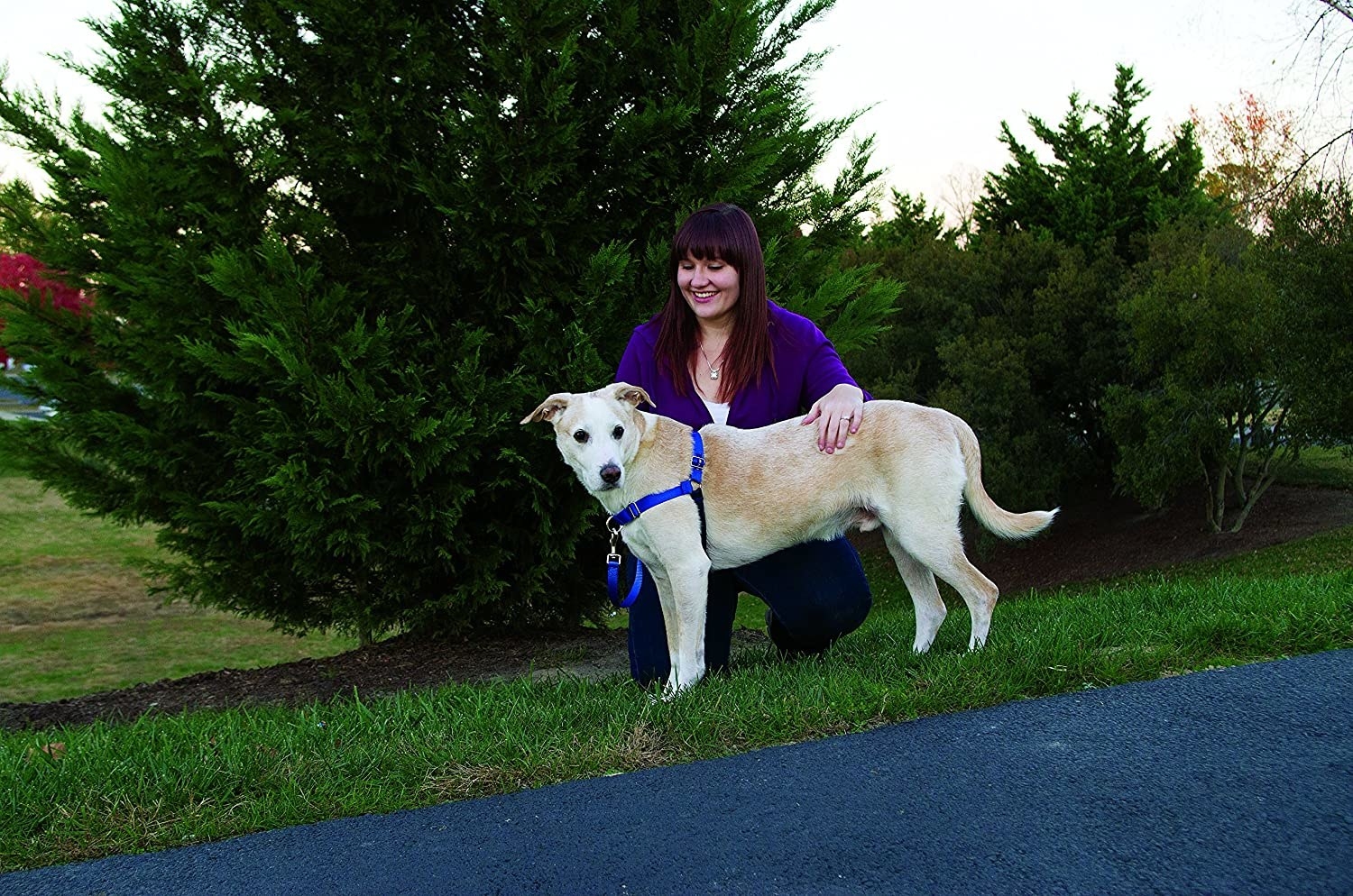 A person holding their dog, it is wearing the harness