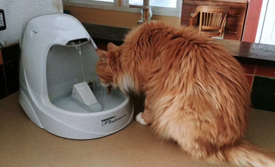 Cat drinks from drinking fountain