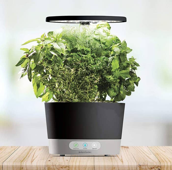 An Aerogarden with herbs in it on a wooden table
