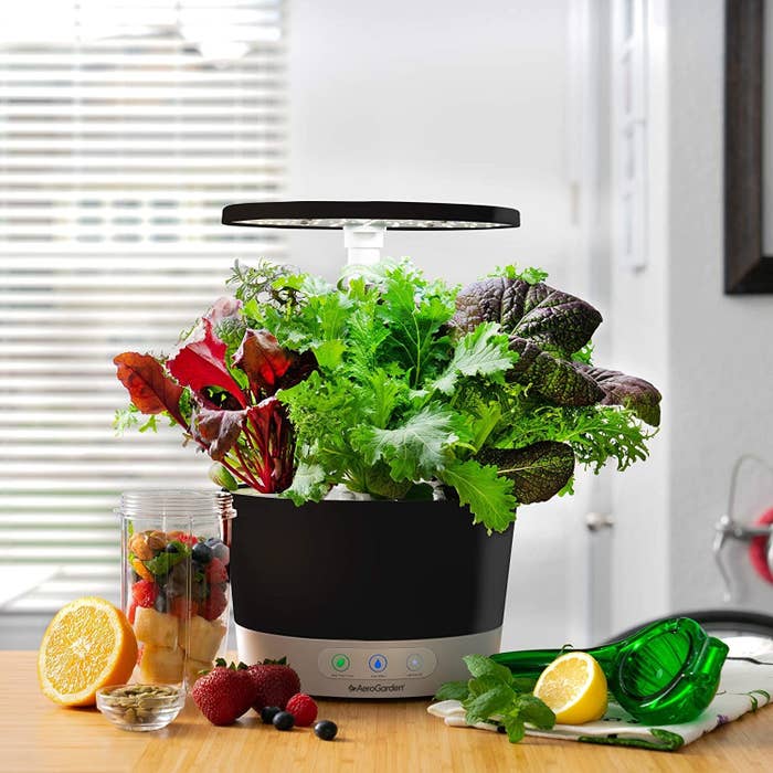 The AeroGarden 360 in black with a bunch of germinated plants