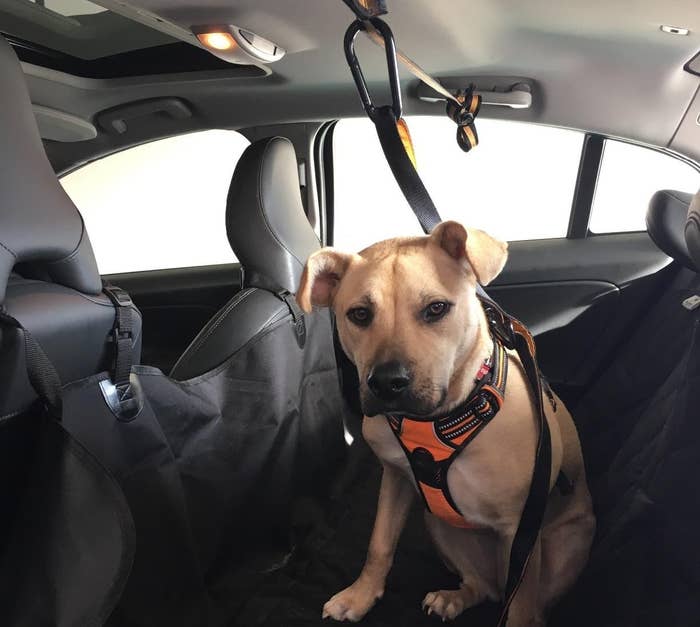 The seat belt securing a dog in place