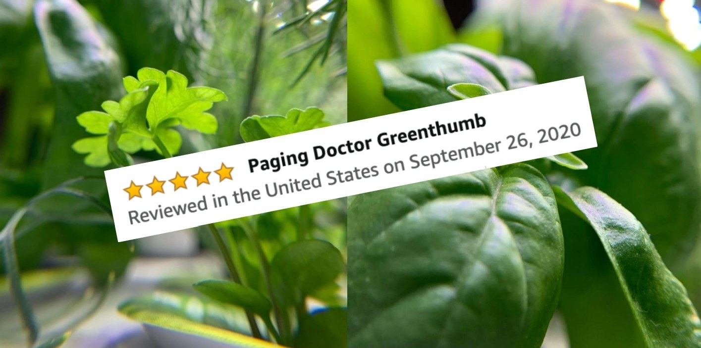 A reviewer&#x27;s photo of her successful plants and her five-star Amazon review which says &quot;Paging doctor Greenthumb&quot;