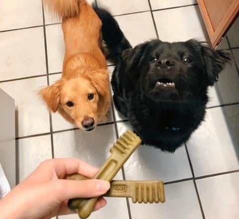 Two of the treats held out to two eager dogs