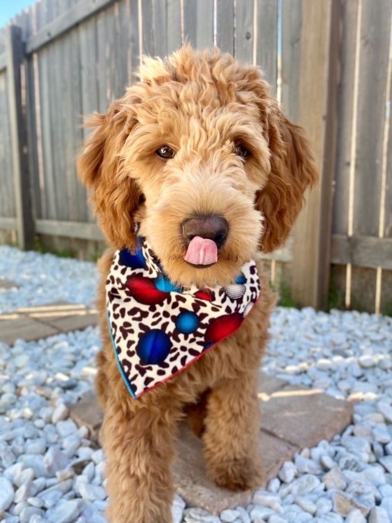 dog in leopard print with blue and red dots bandana