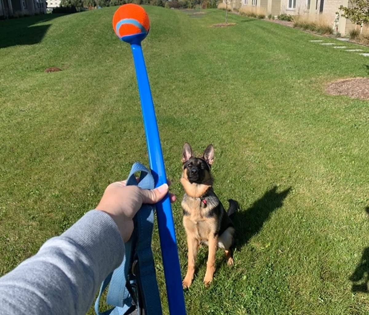 The catcher with ball, held up in front of a dog