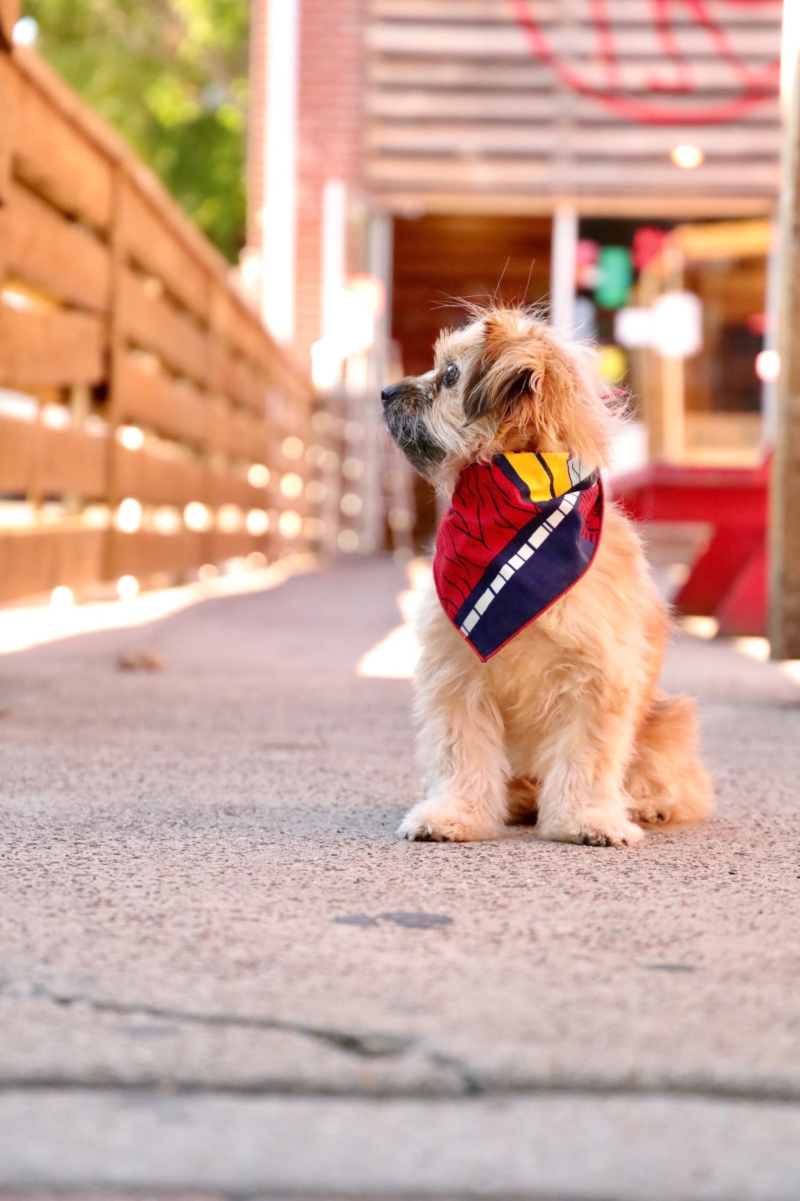 doggie wearing a colorful bandana, which is red, yellow, white, and navy blue