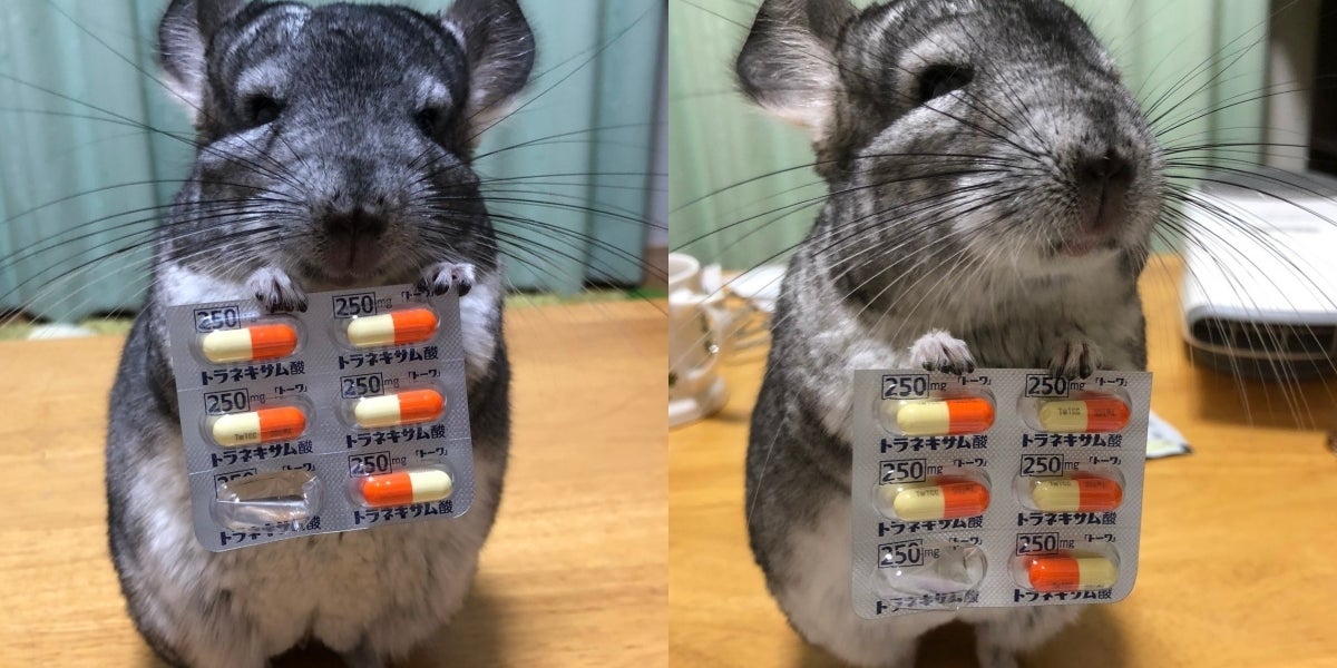 あの おくすりの時間です 飼い主をいたわるチンチラがお利口さんすぎてメロメロに癒される