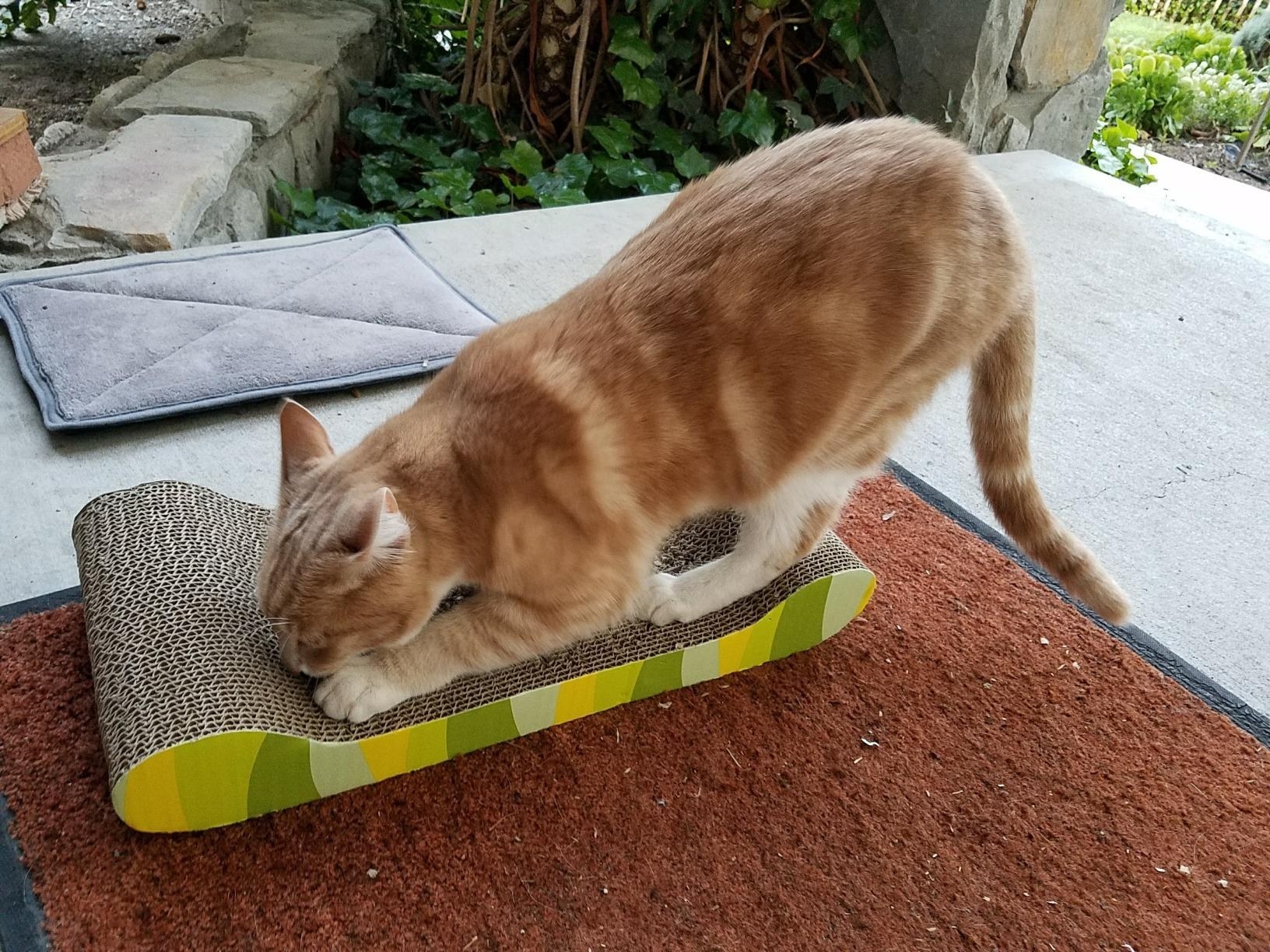The board with cat scratching on top