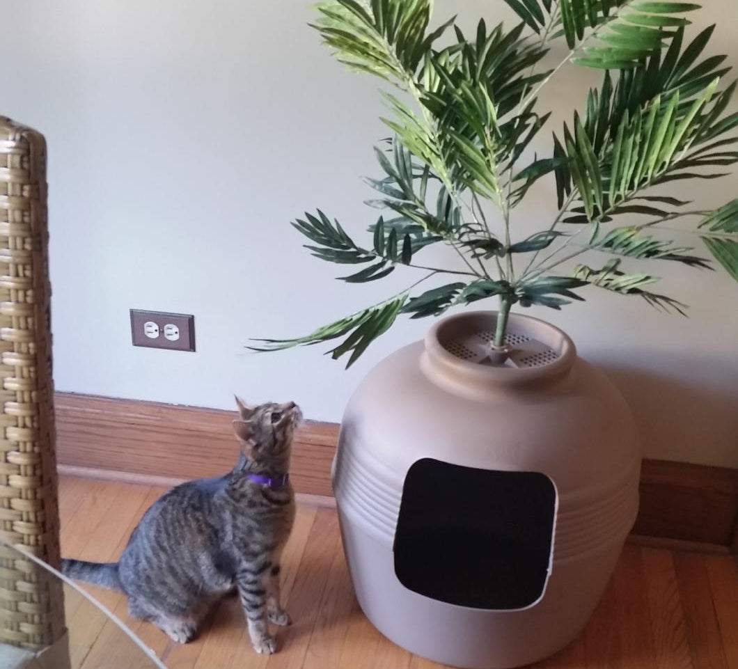 The litter box standing next to a curious cat