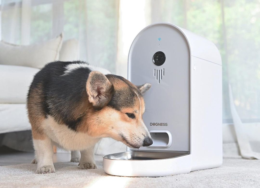 Corgi eating out of the automatic feeder