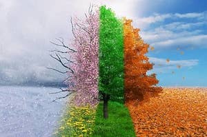 All the seasons in one tree