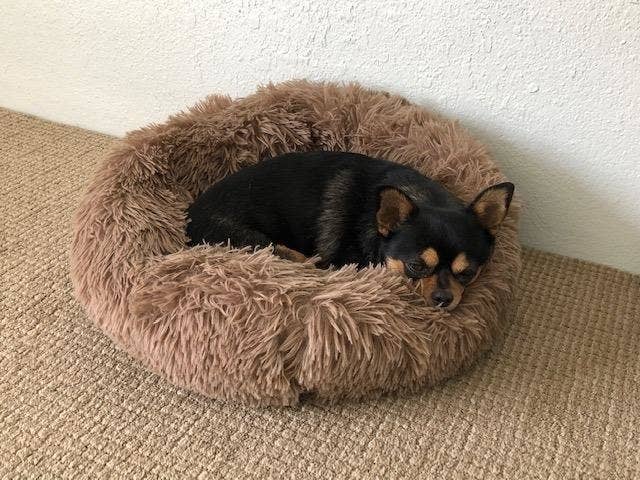 The dog bed, which is small, and made of a shaggy, faux-fur-style material